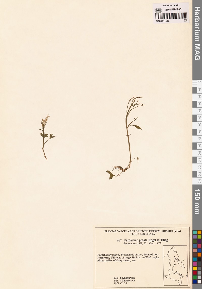 Cardamine pedata
