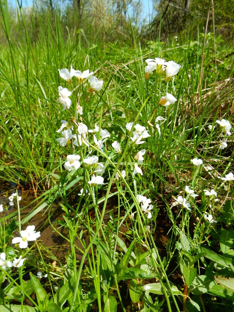 Willamette Valley Bittercress photo 3