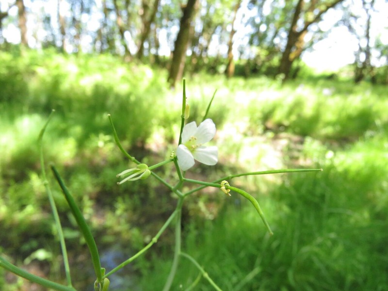 Willamette Valley Bittercress photo 5