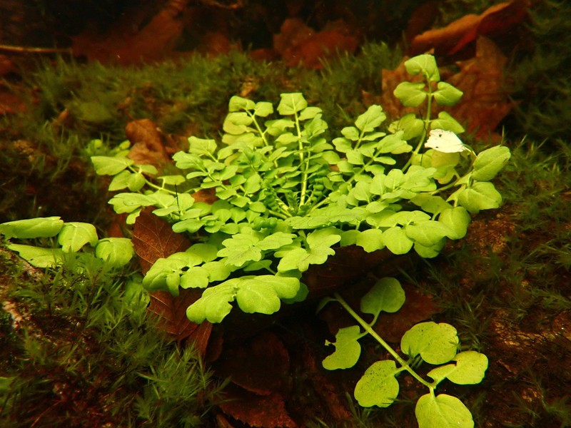 Pennsylvania Bittercress photo 2