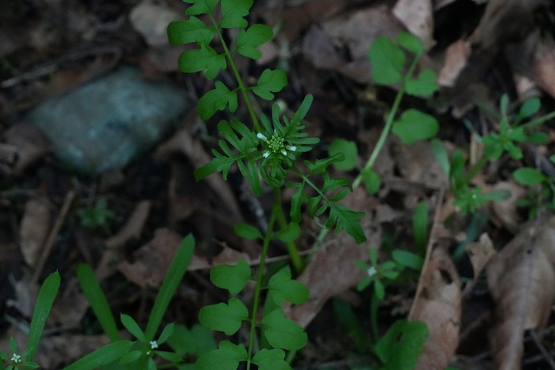 Pennsylvania Bittercress photo 3