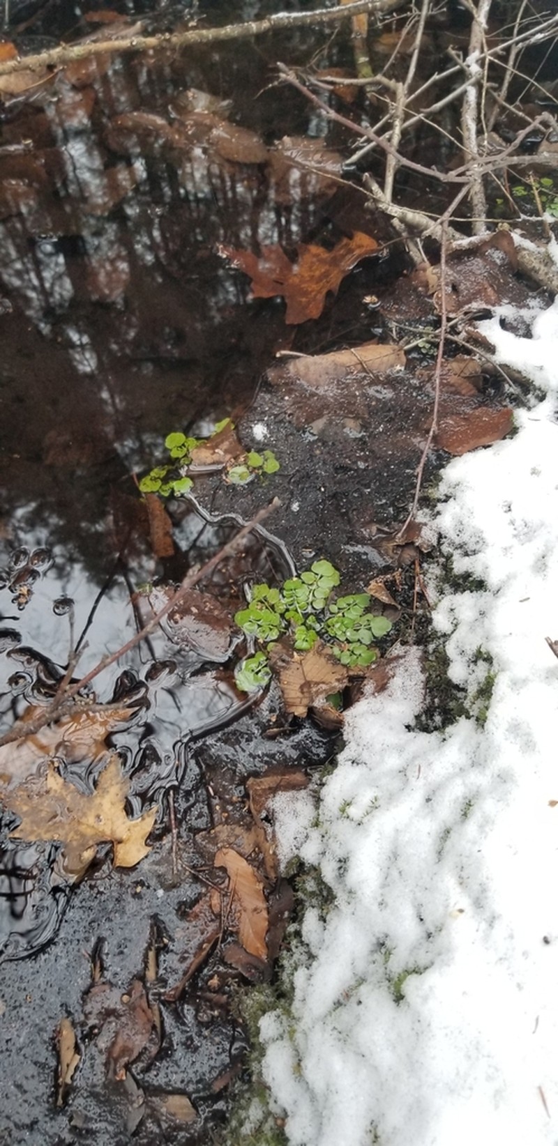 Pennsylvania Bittercress photo 4