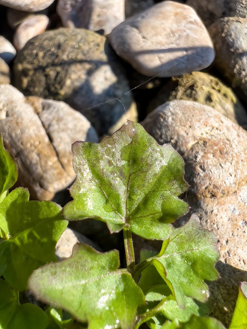Pennsylvania Bittercress photo 5
