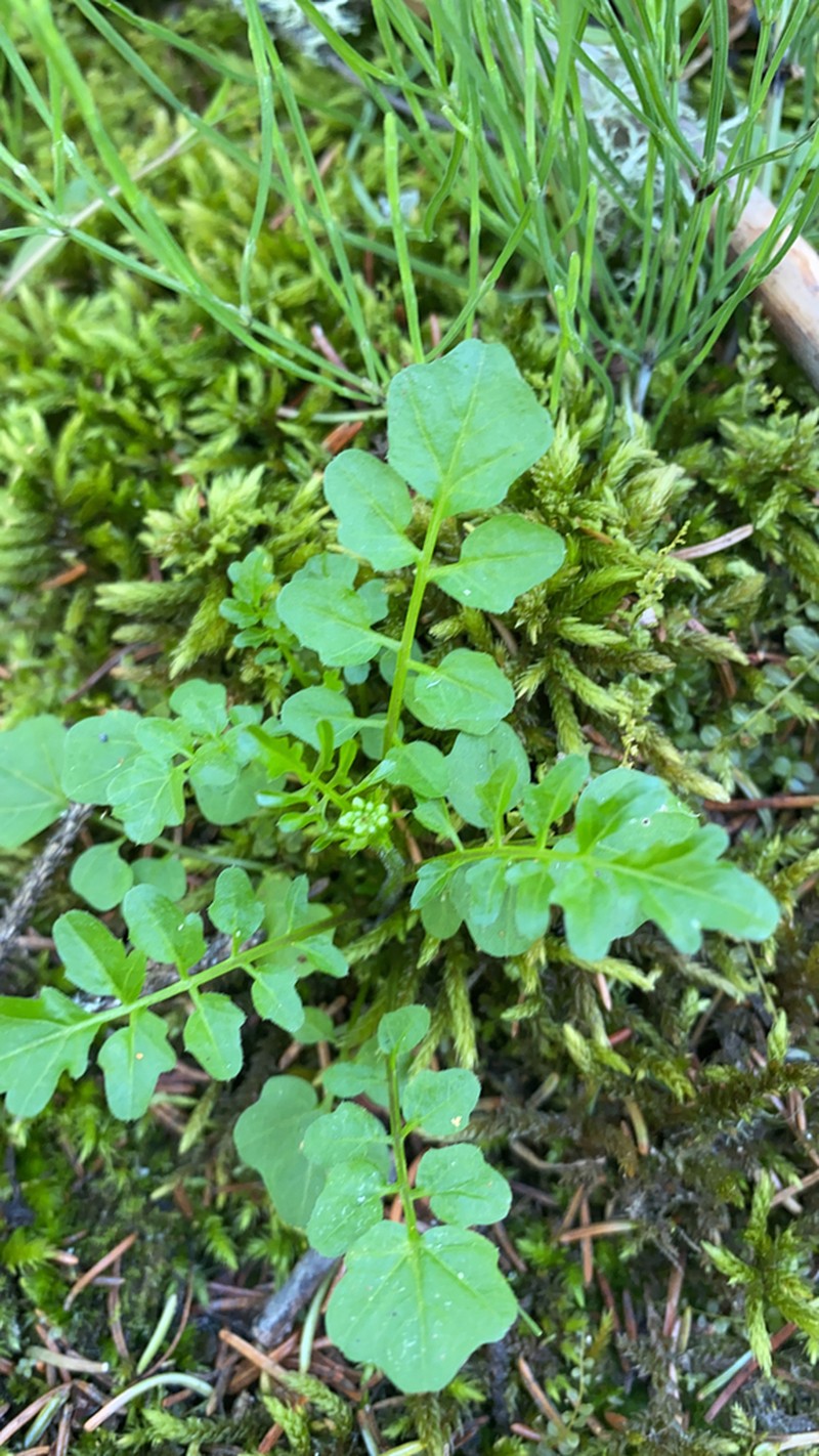 Pennsylvania Bittercress photo 7