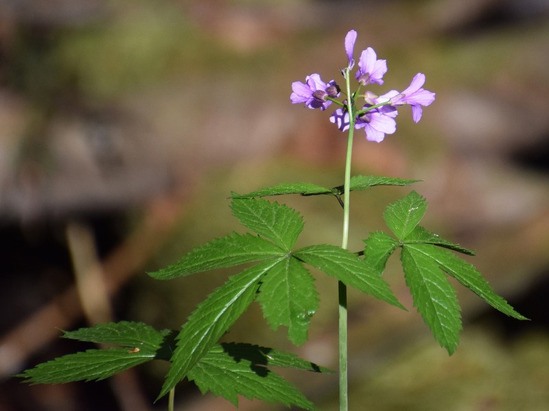 Cardamine pentaphyllos photo 2