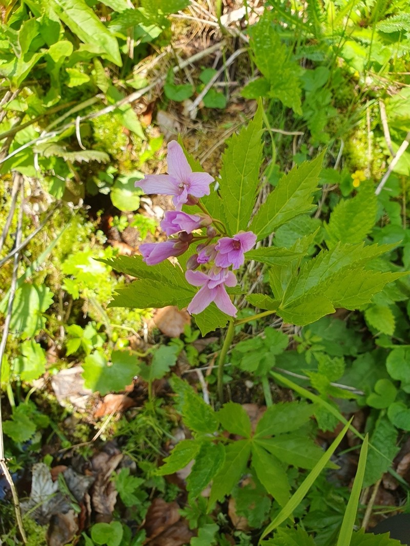 Cardamine pentaphyllos photo 3