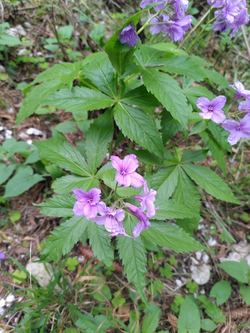 Cardamine pentaphyllos photo 4