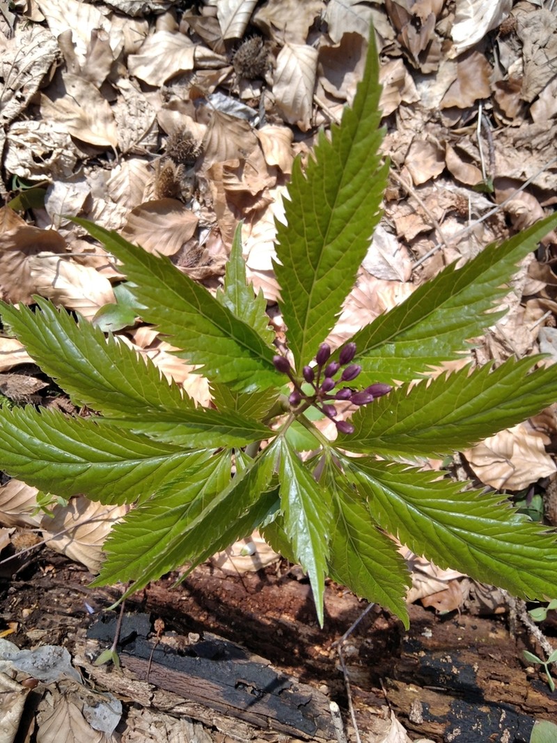 Cardamine pentaphyllos photo 5