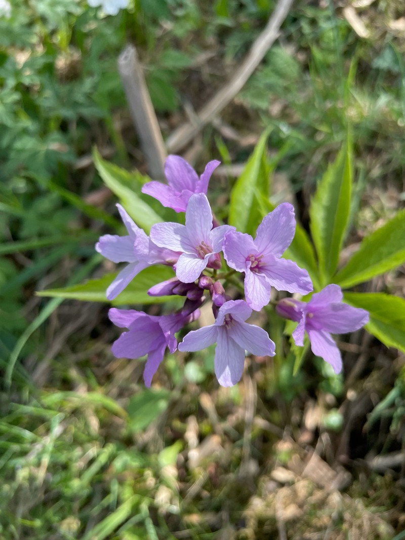 Cardamine pentaphyllos photo 6
