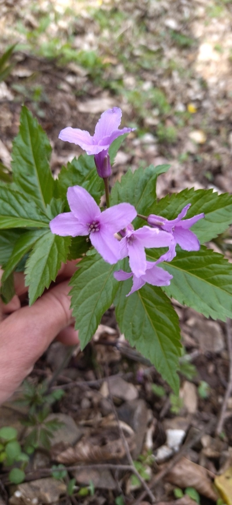 Cardamine pentaphyllos photo 7