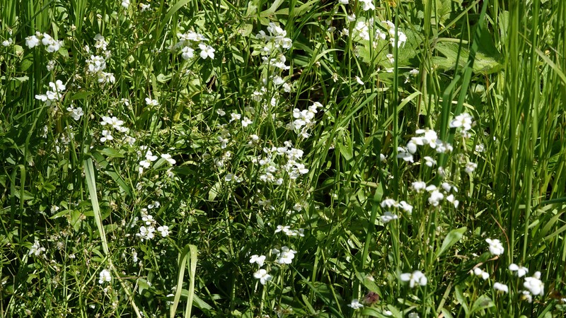 Cardamine penzesii