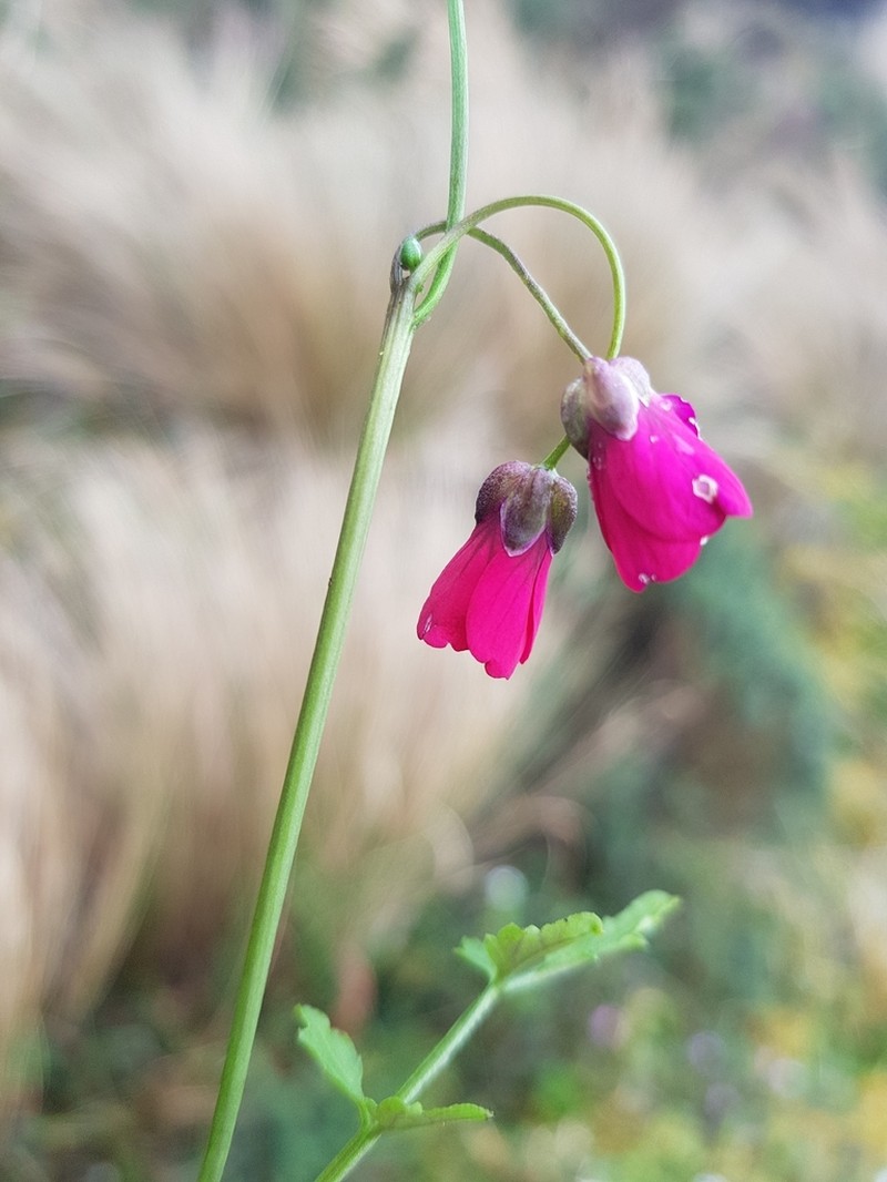 Cardamine picta photo 2