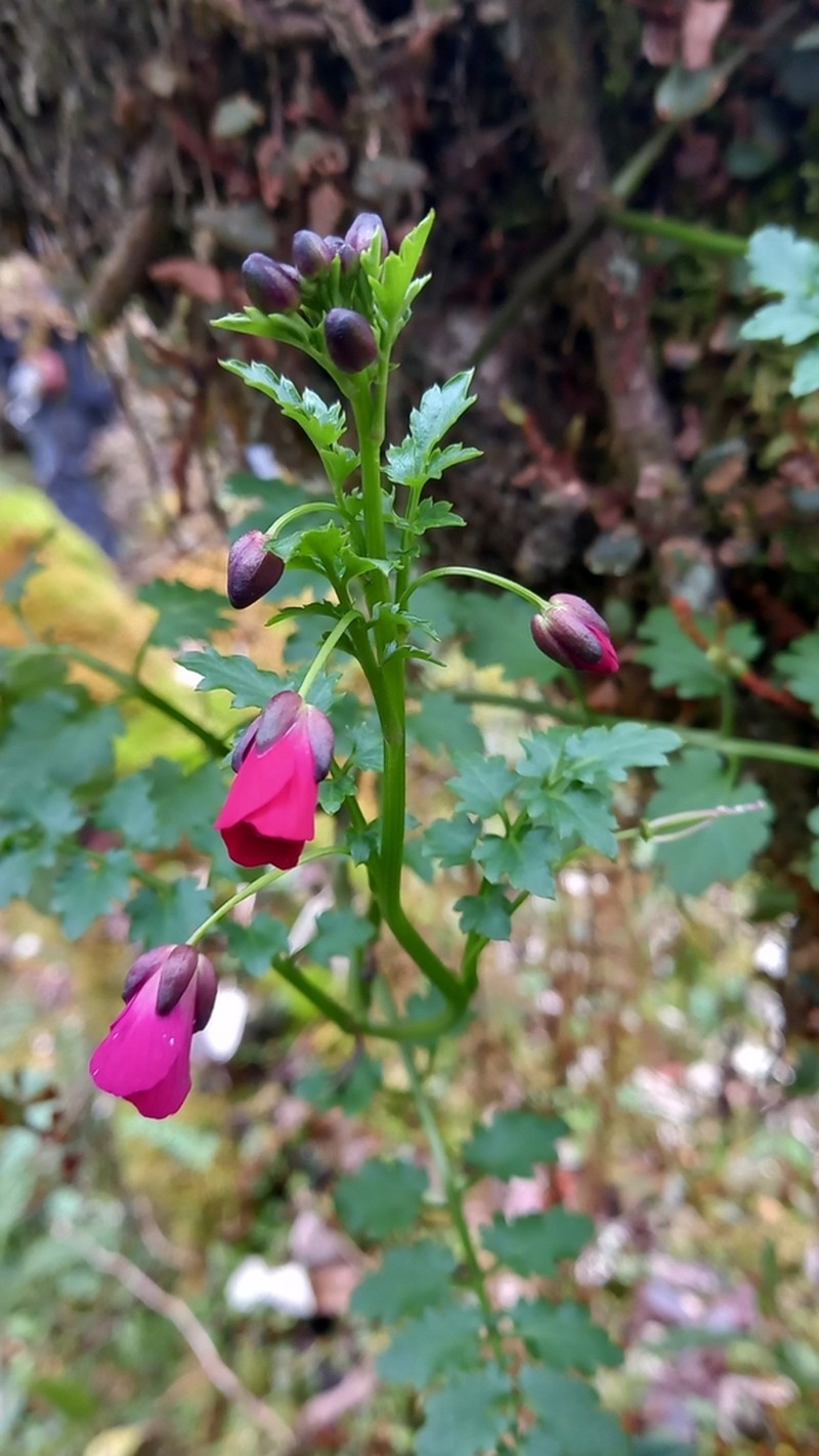 Cardamine picta photo 3