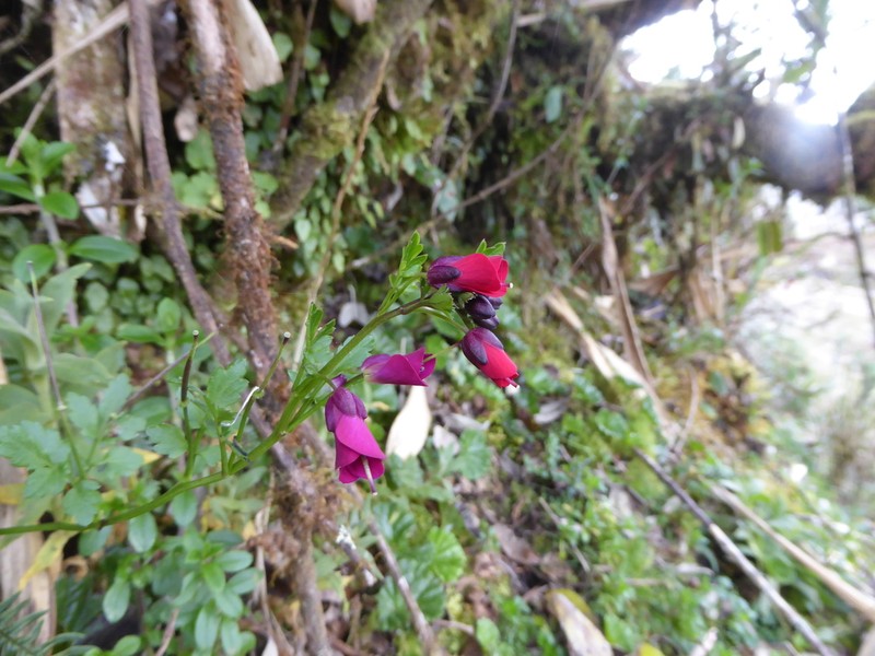 Cardamine picta photo 4