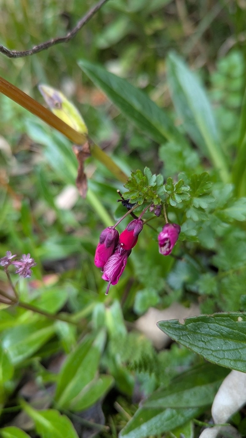 Cardamine picta photo 5