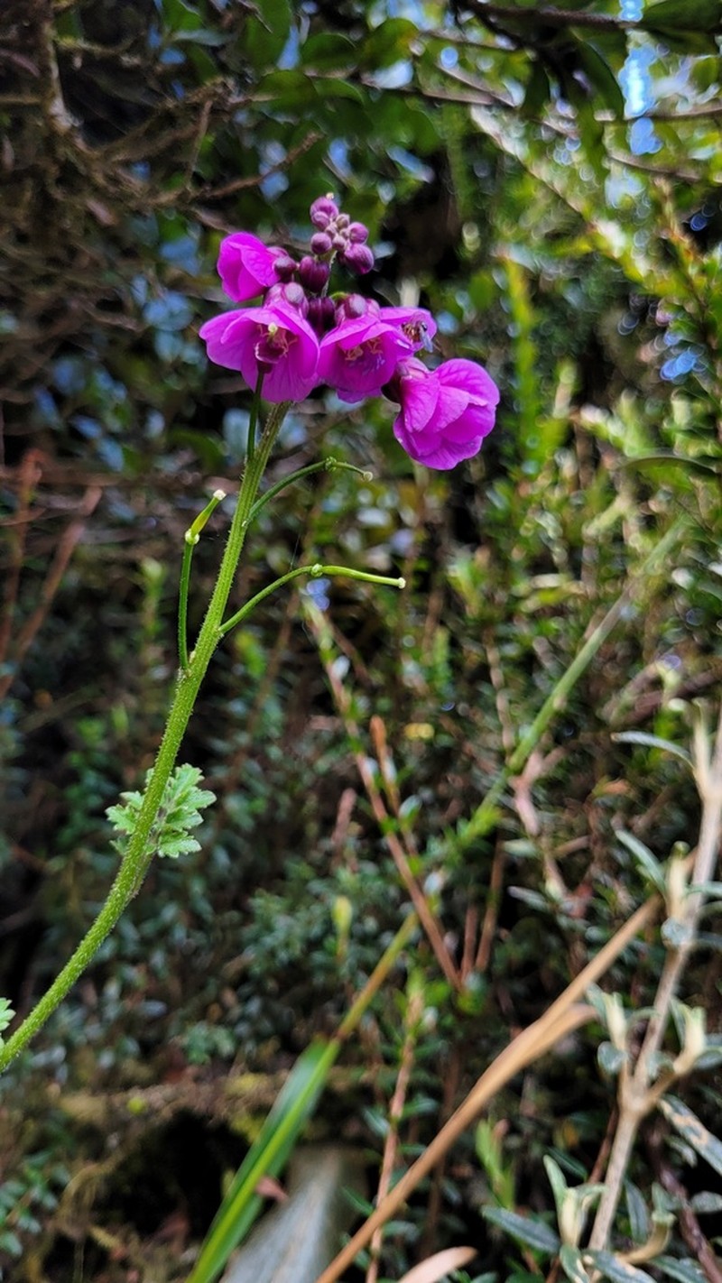Cardamine picta photo 6