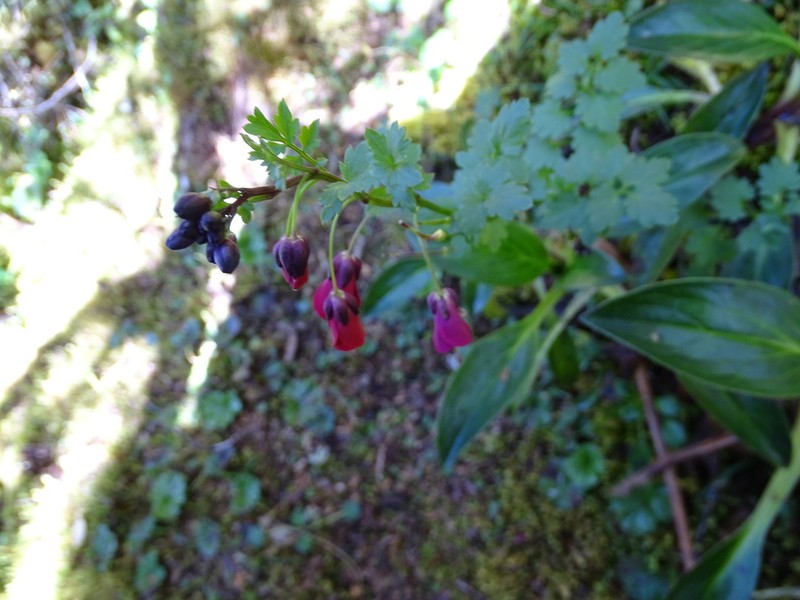Cardamine picta photo 7