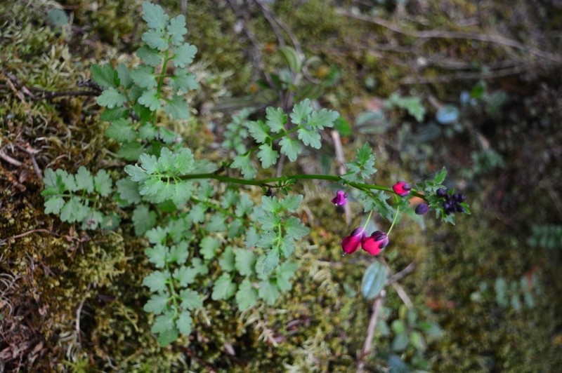 Cardamine picta photo 8