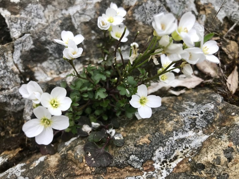 Cardamine plumieri