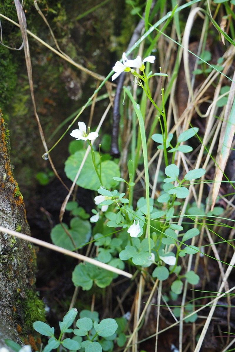 Cardamine plumieri photo 2