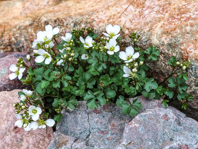 Cardamine plumieri photo 3