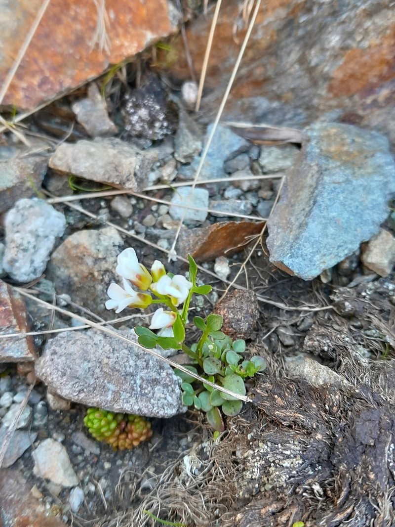 Cardamine plumieri photo 4