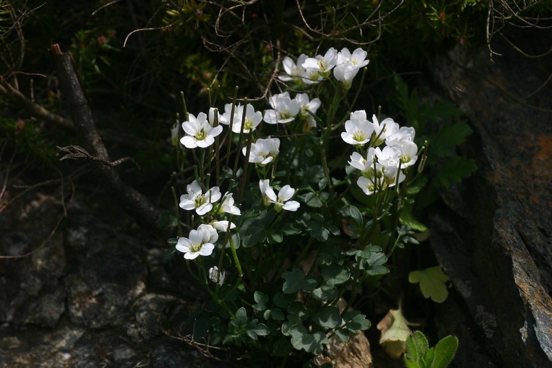 Cardamine plumieri photo 5
