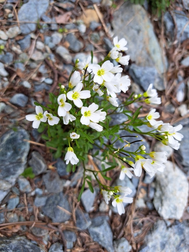 Cardamine plumieri photo 6