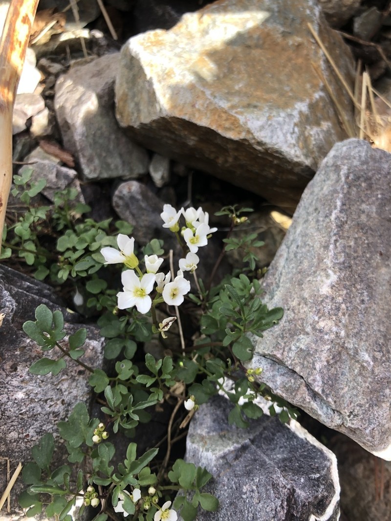Cardamine plumieri photo 7