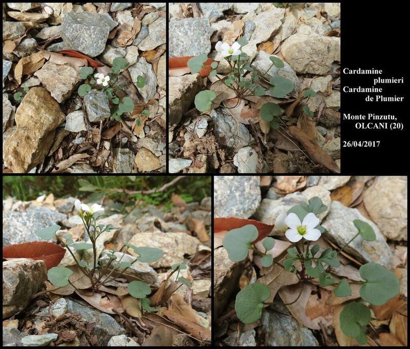 Cardamine plumieri photo 8