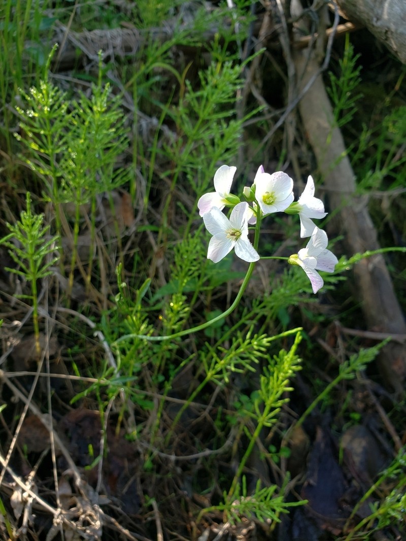 Cardamine polemonioides