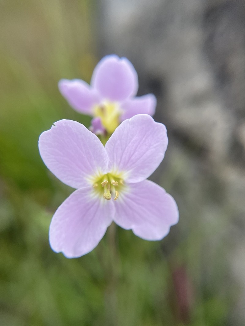 Cardamine polemonioides photo 2