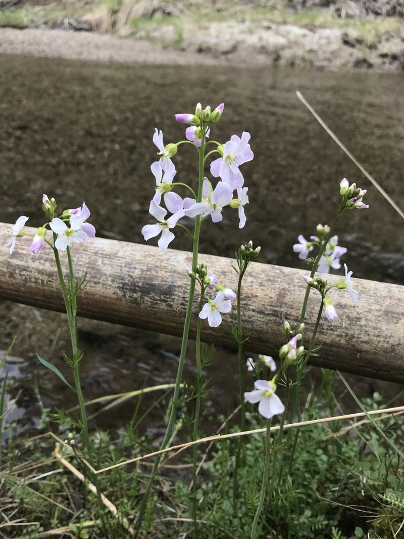 Cardamine polemonioides photo 3