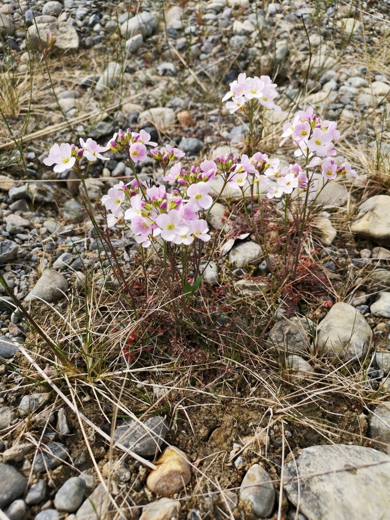 Cardamine polemonioides photo 4