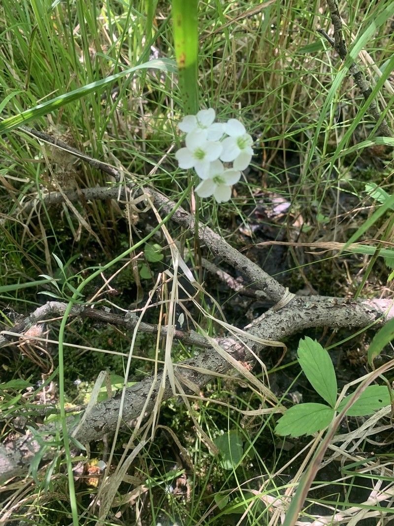 Cardamine polemonioides photo 5