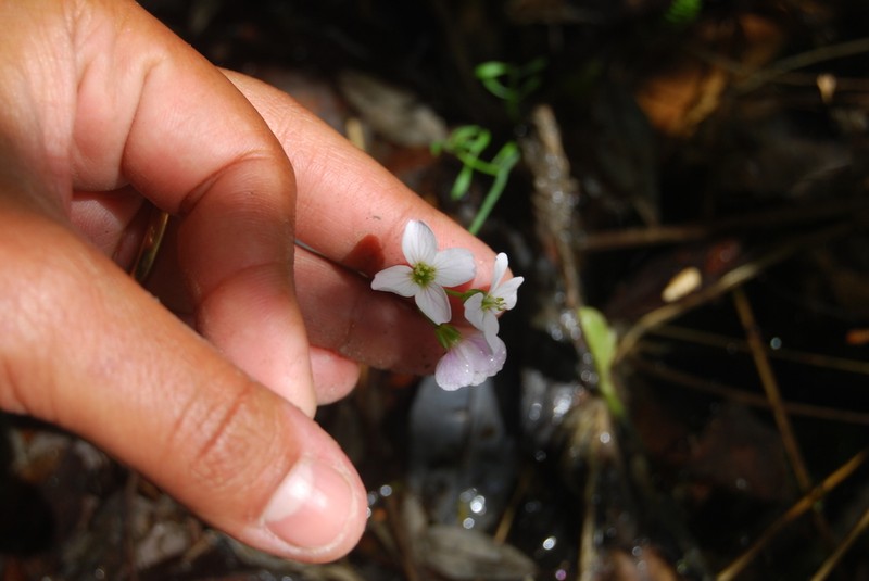Cardamine polemonioides photo 6