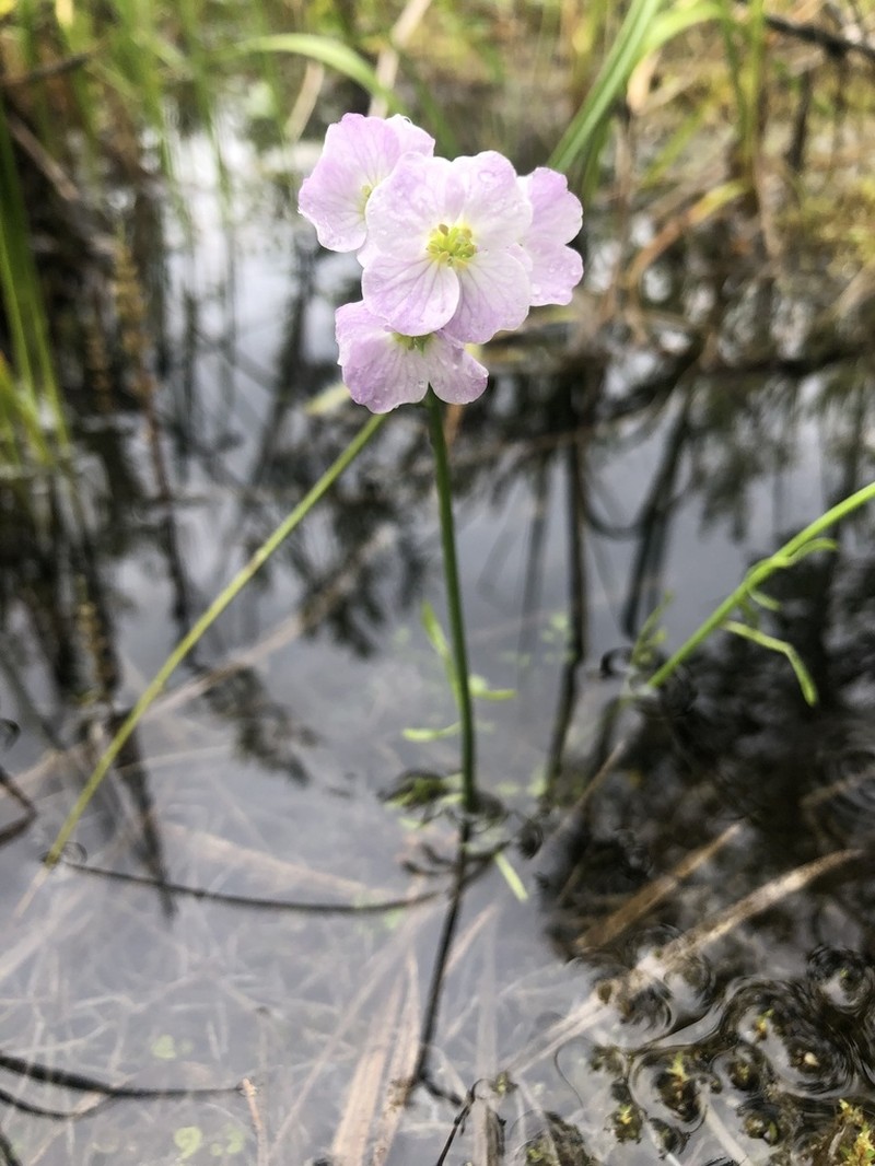 Cardamine polemonioides photo 7