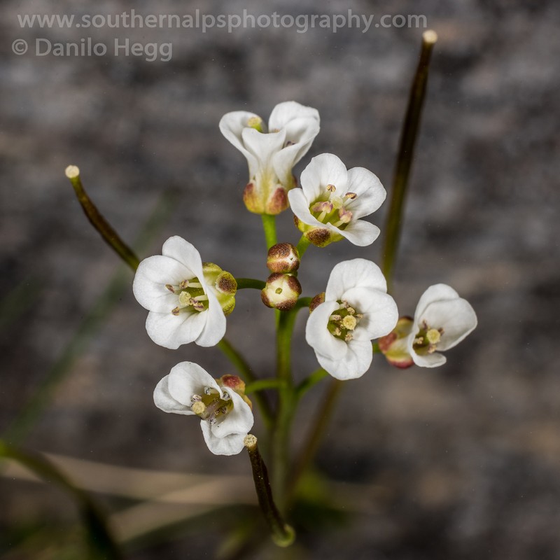 Cardamine polyodontes