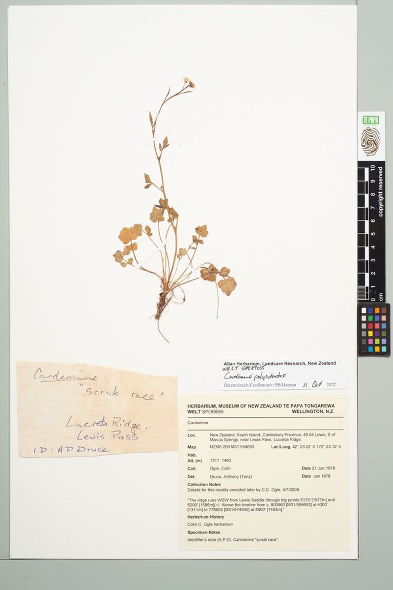 Cardamine polyodontes photo 2