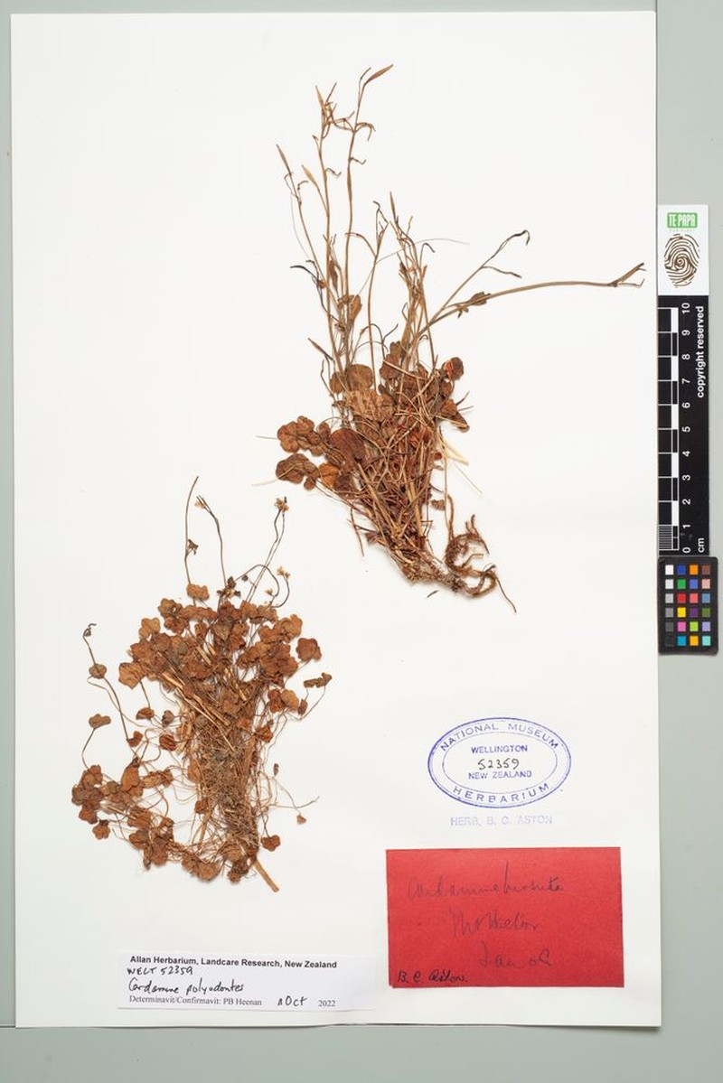 Cardamine polyodontes photo 3