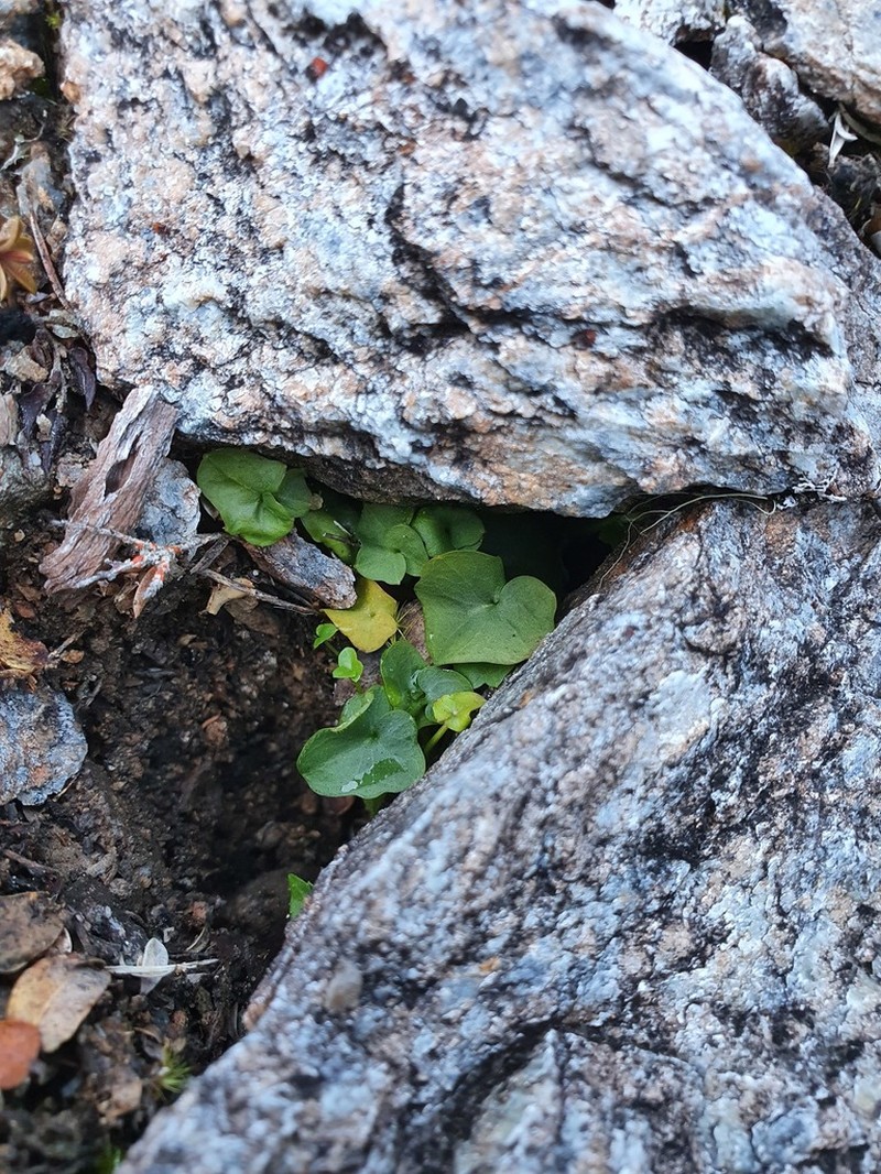 Cardamine porphyroneura photo 2