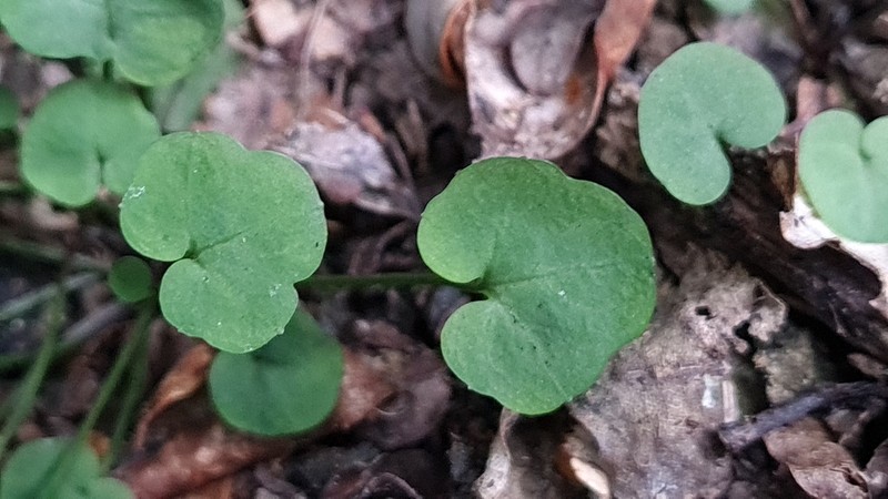 Cardamine porphyroneura photo 3
