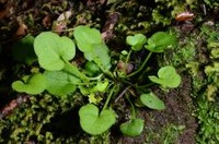 Cardamine porphyroneura