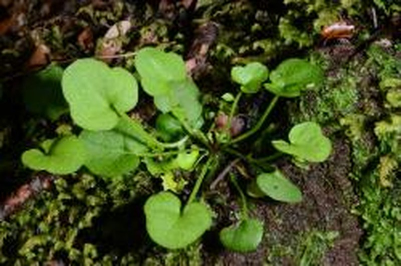 Cardamine porphyroneura