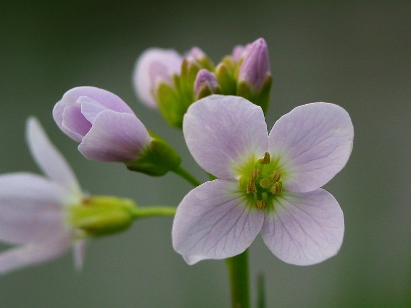 Cuckoo Flower photo 2