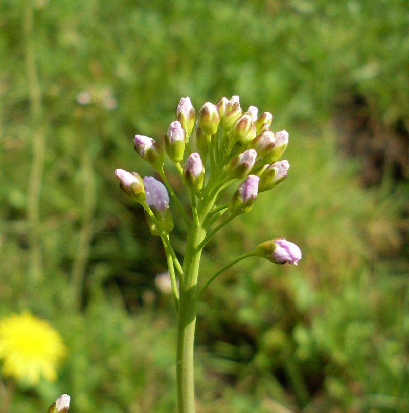 Cuckoo Flower photo 3