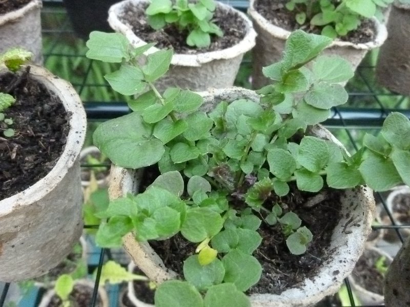 Cuckoo Flower photo 4