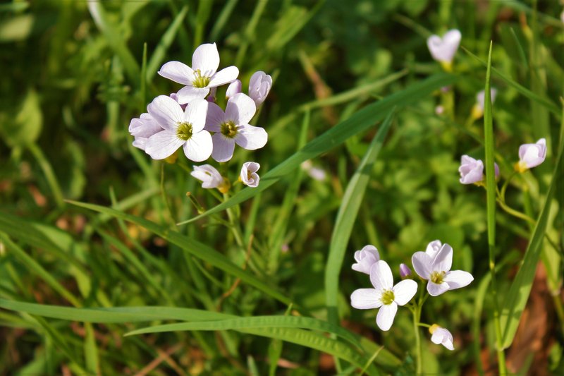 Cuckoo Flower photo 5