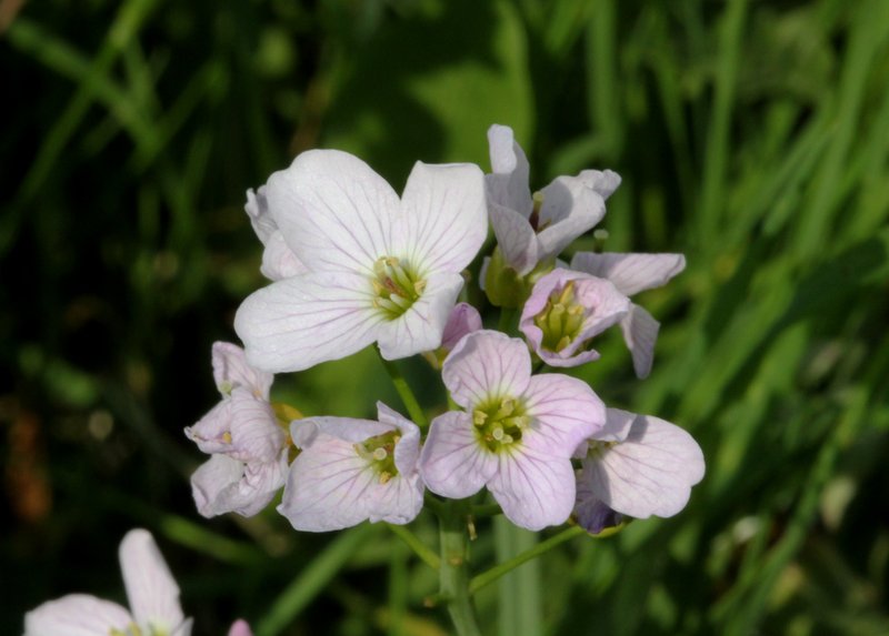 Cuckoo Flower photo 6