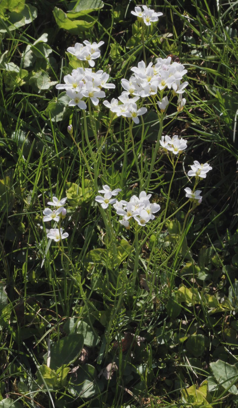Cuckoo Flower photo 7